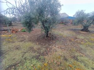 Terreno urbano en Valverde de Mérida