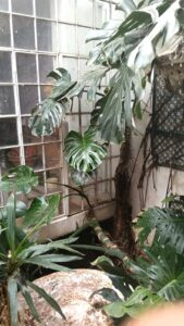 SE VENDE PISO DE 3 PLANTAS EN EL CASCO ANTIGUO DE BADAJO